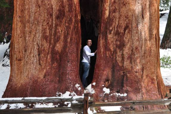 Dentro de uma gigantesca Sequoia no Sequoia National Park,  na Califórnia - EUA